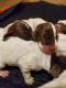 German Shorthaired Pointer Puppies for sale in Easley, SC, USA. price: NA