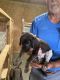 German Shorthaired Pointer Puppies for sale in Cullman, AL, USA. price: NA