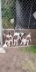 German Shorthaired Pointer Puppies for sale in Hewitt, MN, USA. price: $400