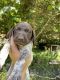 German Shorthaired Pointer Puppies for sale in Bouckville, NY 13310, USA. price: $500