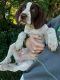 German Shorthaired Pointer Puppies for sale in Hewitt, MN, USA. price: $500