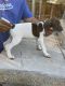 German Shorthaired Pointer Puppies for sale in Bakersfield, CA, USA. price: $800