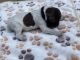 German Shorthaired Pointer Puppies for sale in Simpsonville, SC, USA. price: $1,200