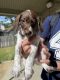 German Shorthaired Pointer Puppies for sale in Destin, FL 32541, USA. price: NA
