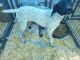 German Shorthaired Pointer Puppies for sale in Kanawha, IA 50447, USA. price: $200