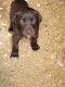 German Shorthaired Pointer Puppies for sale in Hamlin, IA 50117, USA. price: $1,000
