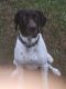 German Shorthaired Pointer Puppies for sale in Springfield, MA, USA. price: NA