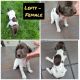 German Shorthaired Pointer Puppies for sale in Dayton, OH, USA. price: NA