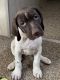German Shorthaired Pointer Puppies for sale in 465 Victory St, Williamsport, OH 43164, USA. price: NA