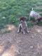 German Shorthaired Pointer Puppies for sale in Wapato, WA 98951, USA. price: NA