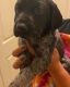German Shorthaired Pointer Puppies for sale in Humble, TX, USA. price: $1,000