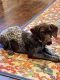 German Shorthaired Pointer Puppies for sale in Columbia, TN 38401, USA. price: $800