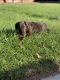 German Shorthaired Pointer Puppies for sale in Modesto, CA, USA. price: NA