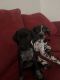 German Shorthaired Pointer Puppies for sale in Austin, TX, USA. price: $500