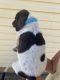 German Shorthaired Pointer Puppies for sale in 1523 Lone Coyote, St. George, UT 84770, USA. price: $400