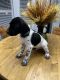 German Shorthaired Pointer Puppies for sale in Peyton, CO 80831, USA. price: NA