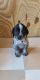 German Shorthaired Pointer Puppies for sale in Plattsmouth, NE 68048, USA. price: $600