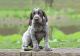German Shorthaired Pointer Puppies for sale in Dallas, TX, USA. price: NA