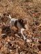 German Shorthaired Pointer Puppies for sale in Blairsville, GA 30512, USA. price: NA
