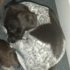 German Shorthaired Pointer Puppies for sale in Kentville, NS, Canada. price: $1,500