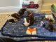 German Shorthaired Pointer Puppies for sale in Blackstock, SC 29014, USA. price: NA