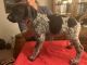 German Shorthaired Pointer Puppies for sale in Deltona, FL, USA. price: $100,000