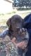 German Shorthaired Pointer Puppies for sale in Silver Springs, NV 89429, USA. price: $700