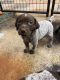 German Shorthaired Pointer Puppies for sale in Waxahachie, TX, USA. price: NA