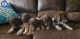 German Shorthaired Pointer Puppies for sale in Phoenix, AZ 85024, USA. price: $800