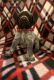 German Shorthaired Pointer Puppies for sale in Pea Ridge, AR, USA. price: NA