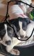 German Shorthaired Pointer Puppies for sale in Plattsmouth, NE 68048, USA. price: $200