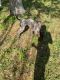 German Shorthaired Pointer Puppies for sale in Zephyrhills, FL 33541, USA. price: NA