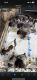 German Shorthaired Pointer Puppies for sale in Hilo, HI 96720, USA. price: NA