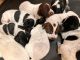 German Shorthaired Pointer Puppies for sale in Oxford Charter Township, MI, USA. price: NA