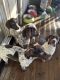 German Shorthaired Pointer Puppies for sale in Renton, WA, USA. price: NA