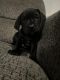 German Shorthaired Pointer Puppies for sale in Cylinder, IA 50528, USA. price: $100