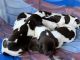 German Shorthaired Pointer Puppies for sale in Naples, FL, USA. price: NA