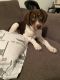German Shorthaired Pointer Puppies for sale in Lawrence, KS, USA. price: NA
