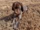 German Shorthaired Pointer Puppies for sale in Gurley, AL 35748, USA. price: $800