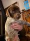 German Shorthaired Pointer Puppies for sale in Oroville, CA, USA. price: $500