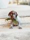 German Shorthaired Pointer Puppies for sale in Pensacola, FL, USA. price: NA