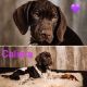 German Shorthaired Pointer Puppies for sale in South Bend, IN, USA. price: $1,000