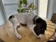 German Shorthaired Pointer Puppies for sale in Peyton, CO 80831, USA. price: NA