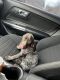 German Shorthaired Pointer Puppies for sale in Wormleysburg, PA, USA. price: $500