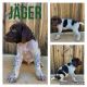 German Shorthaired Pointer Puppies for sale in Childress, TX 79201, USA. price: NA
