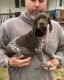 German Shorthaired Pointer Puppies for sale in Johnson City, TN, USA. price: NA