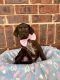 German Shorthaired Pointer Puppies for sale in Sumter, SC, USA. price: $850