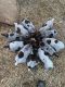German Shorthaired Pointer Puppies for sale in Muscoda, WI 53573, USA. price: NA