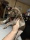 German Shorthaired Pointer Puppies for sale in Jonesboro, IN, USA. price: $800