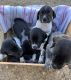 German Shorthaired Pointer Puppies for sale in Dunn, NC 28334, USA. price: $900